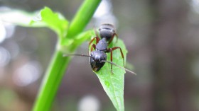 carpenter ant