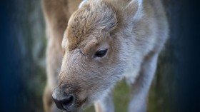 SERBIA-ANIMALS