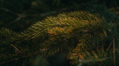 Coniferous Trees