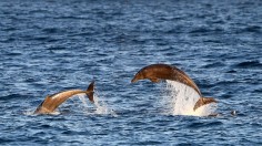 Dolphins on Maroubra Beach