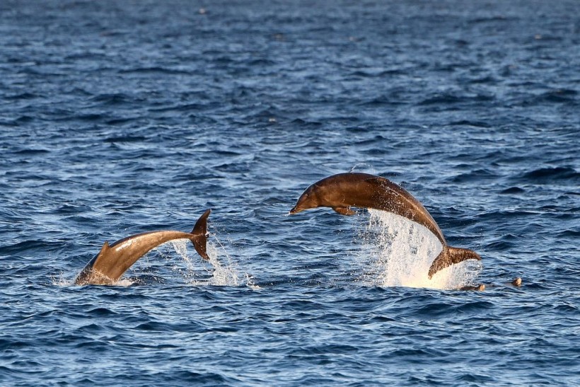 Dolphins on Maroubra Beach