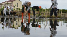 Planting about 1,000 mangrove