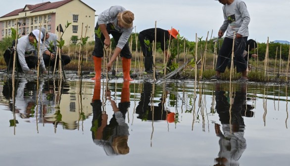 Planting about 1,000 mangrove