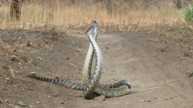 rattlesnake combat dance