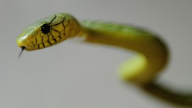 Green Mamba