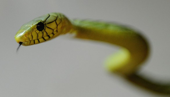 Green Mamba