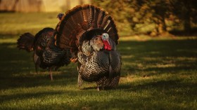 US Wild Turkey Population