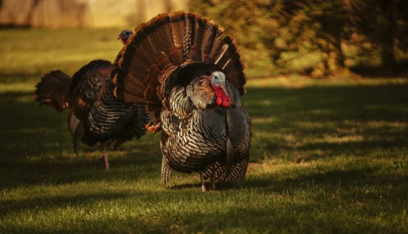 US Wild Turkey Population