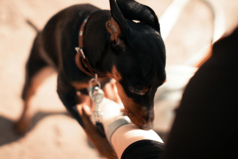 Black and Brown Dog Sniffing a Person's Arm