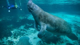 manatee