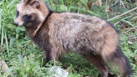 Japanese Raccoon Dog