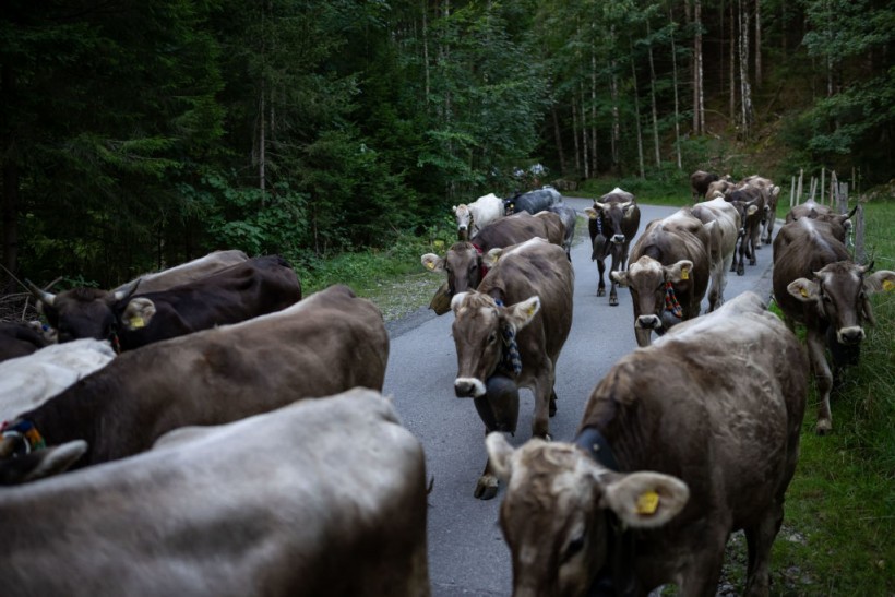 Annual Alpine Cattle Drive At Bad Hindelang