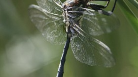 Hine's emerald dragonfly