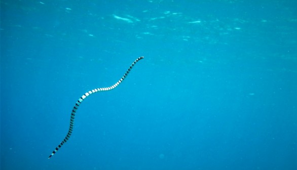 Deadly Sea Snake Sightings