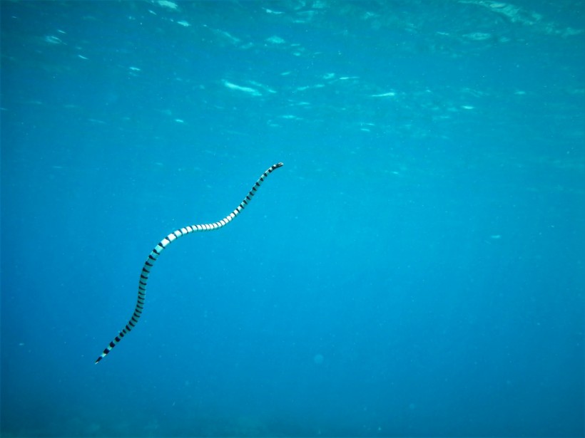 Deadly Sea Snake Sightings