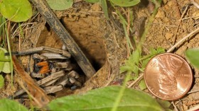 Carolina wolf spider