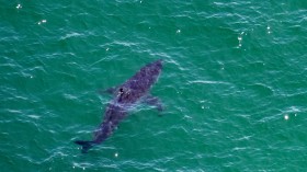 great white shark