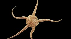 Brittle Stars