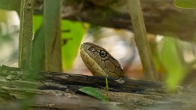 SINGAPORE-ANIMAL-SNAKE