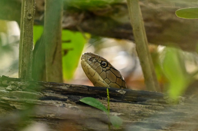 SINGAPORE-ANIMAL-SNAKE