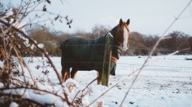 brown horse during winter