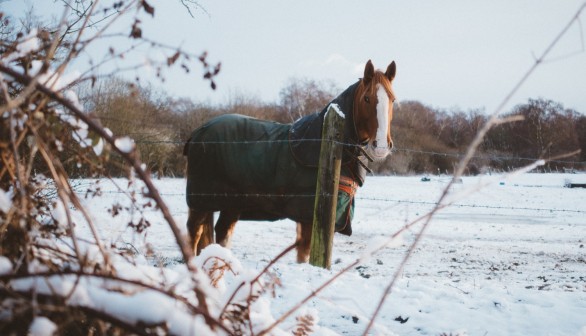 brown horse during winter