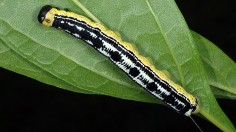 Catalpa Worm