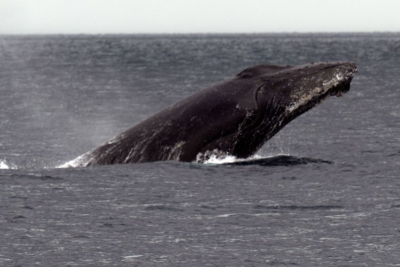 A photo of a humpback whale (Megaptera novaeangliae)