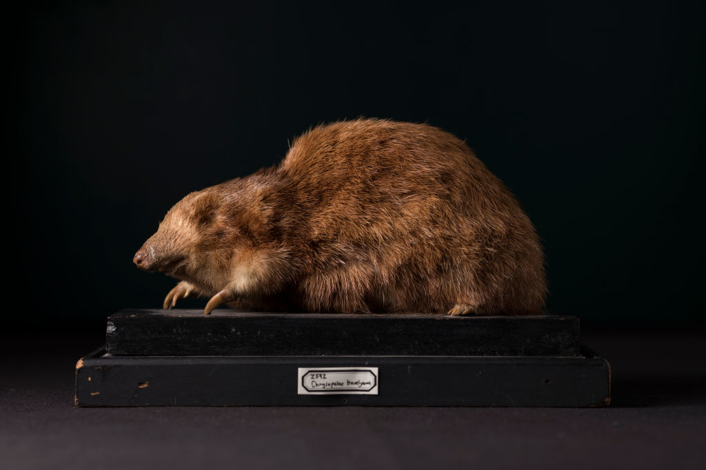 Golden mole that swims through sand is rediscovered in South Africa after  86 years