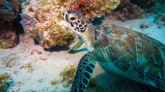 green sea turtle