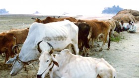 INDIA-CATTLE-ANTHRAX