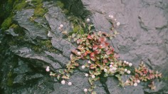 Japanese Knotweed Growing from a Crack in the Rock