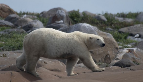 Female polar bear