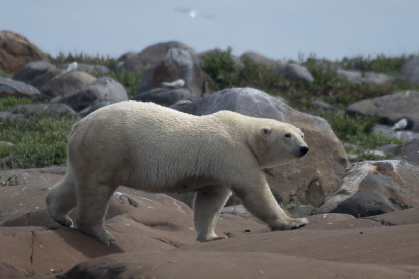 Female polar bear