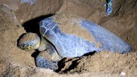 Turtle lays her eggs on Sandspit beach in Karachi