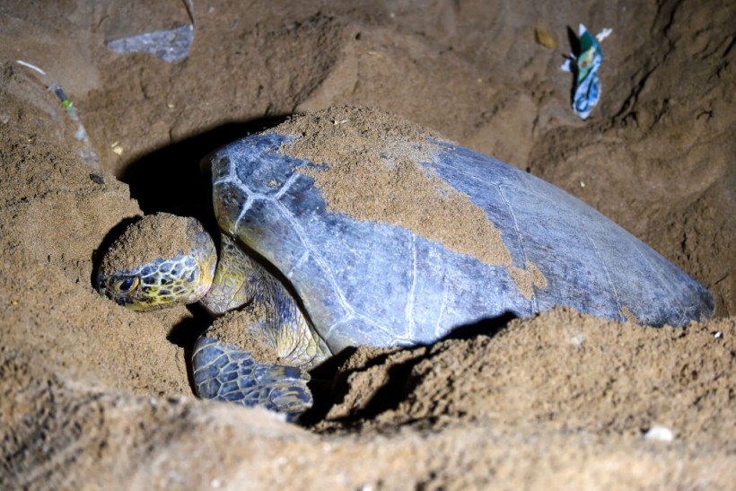 Turtle lays her eggs on Sandspit beach in Karachi