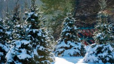 Balsam Fir, Fraser Fir