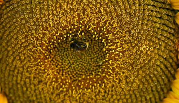 BRITAIN-NATURE-SUNFLOWERS