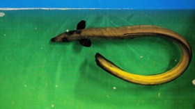 JAPAN-FOOD-ENVIRONMENT-EEL