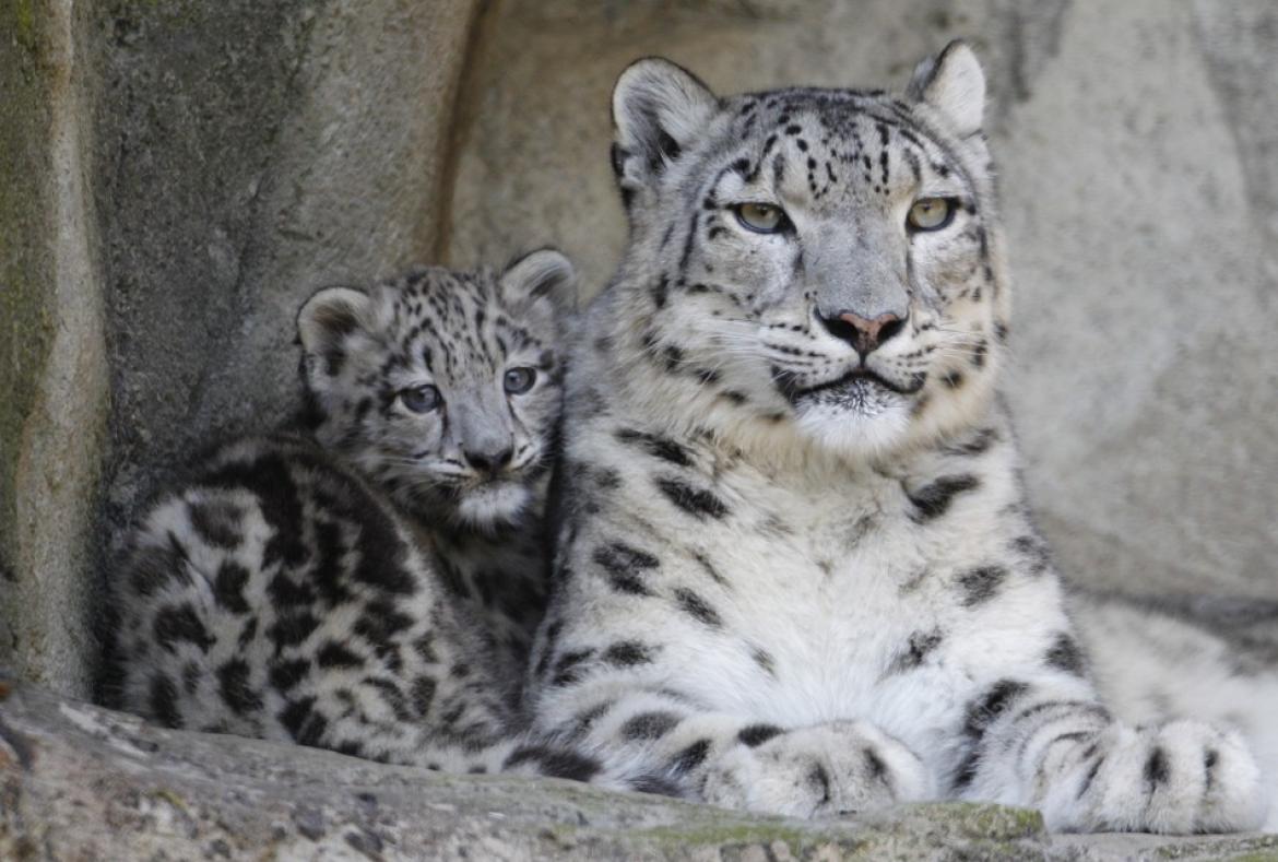 Rare Snow Leopard Cubs Born At Bronx Zoo Video Nature World News