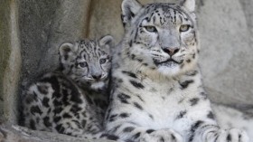 snow leopards