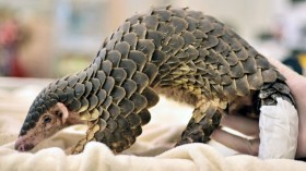 pangolin