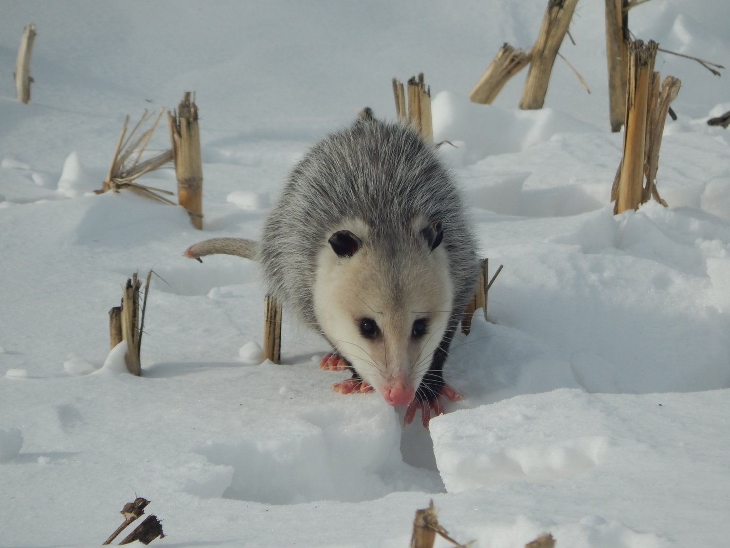 Wild Possum Discovered By Texas Woman Hiding In Christmas Tree After Hearing It ‘sneeze Video 