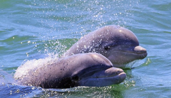  Dolphins in the Atlantic Ocean