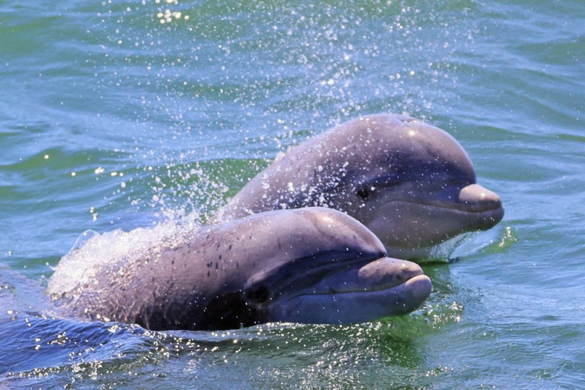  Dolphins in the Atlantic Ocean