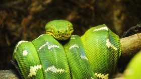 green tree boa