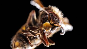 A photo  of wasp