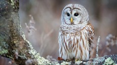Barred Owl Hunting