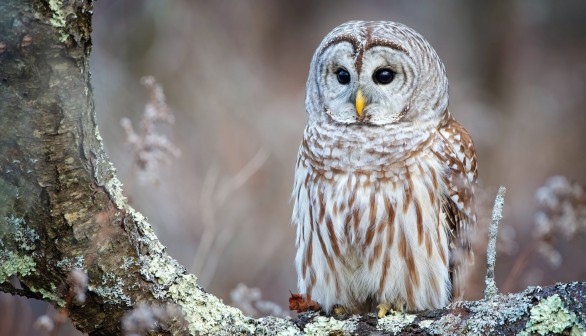 Barred Owl Hunting
