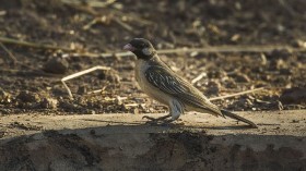 Greater Honeyguide